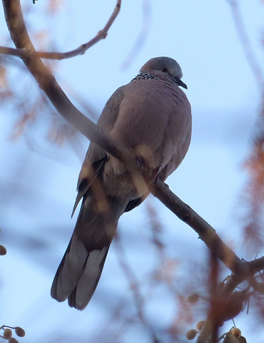 Spotted Dove - ML42701271