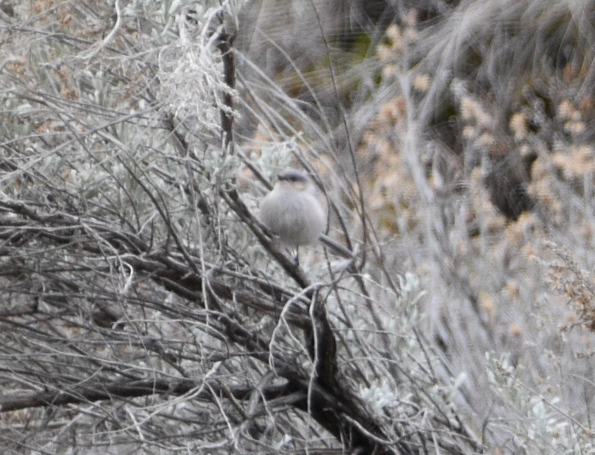 Bushtit - ML427015941