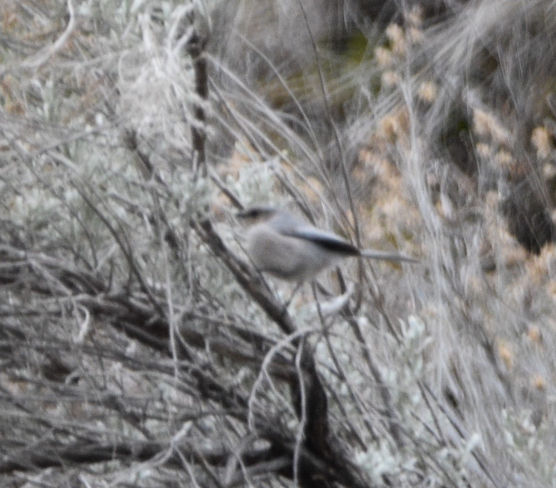 Bushtit - ML427015961