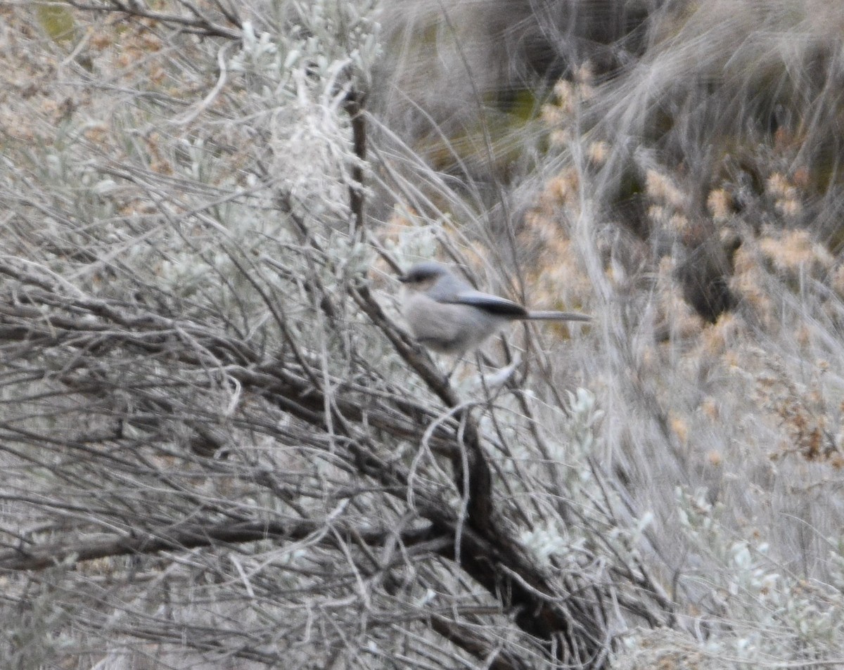 Bushtit - ML427015981