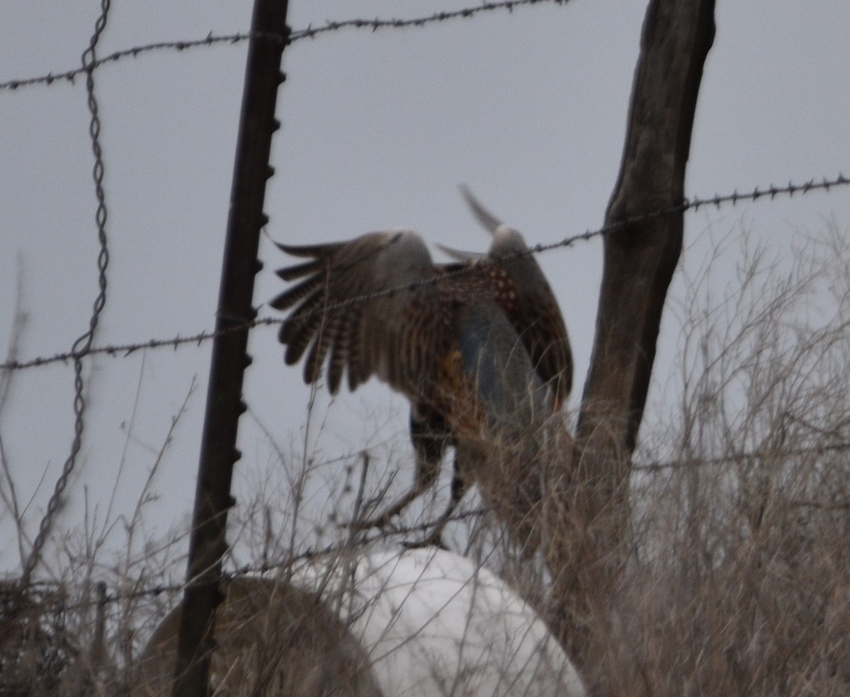 Ring-necked Pheasant - ML427016041
