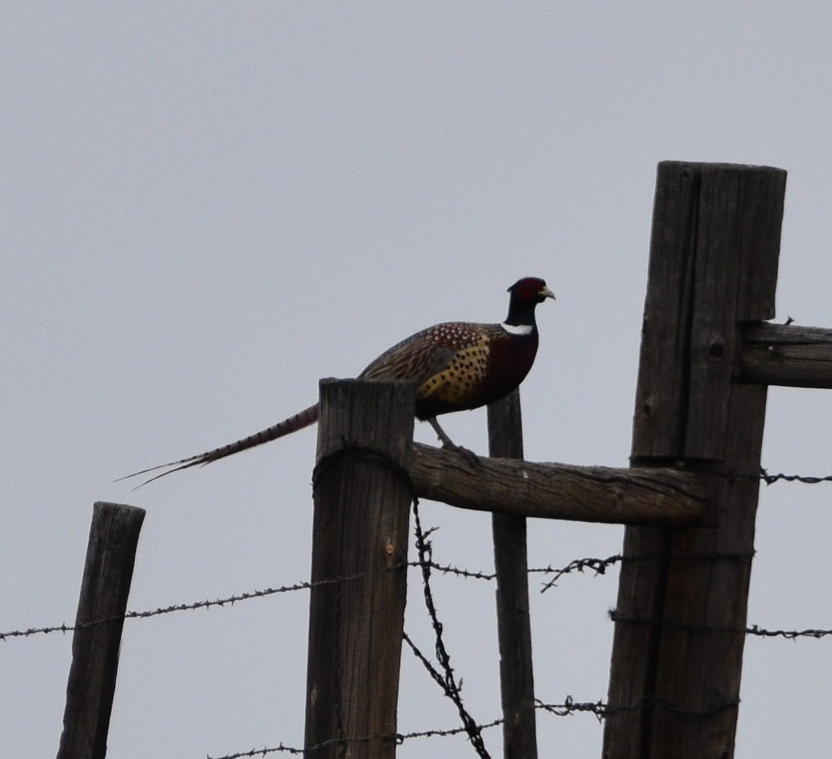 Ring-necked Pheasant - ML427016061