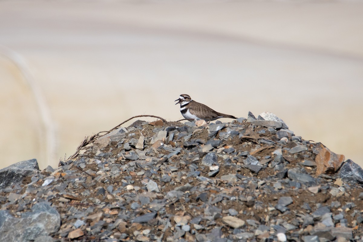 Killdeer - ML427016781