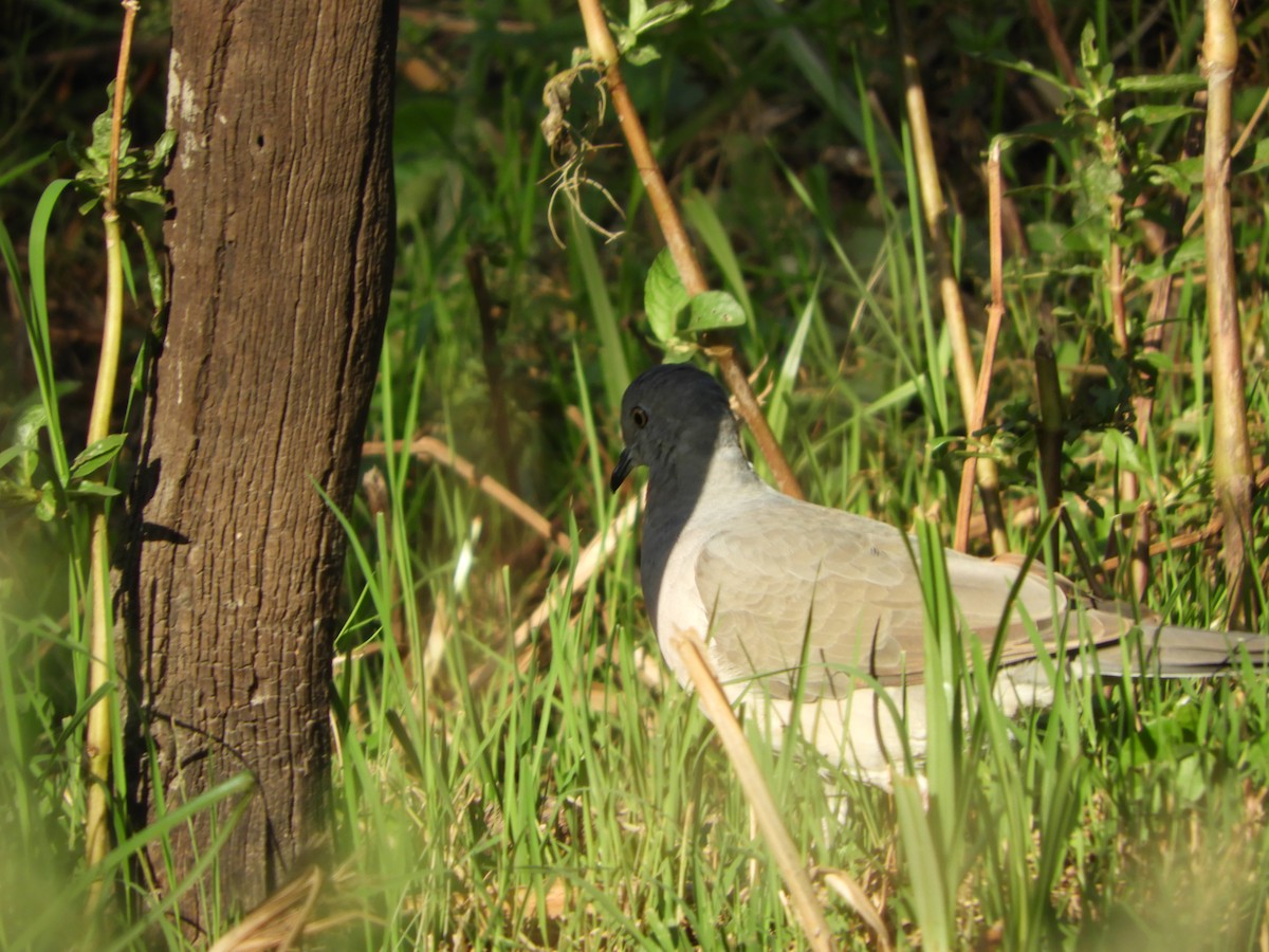 White-tipped Dove - ML427017381