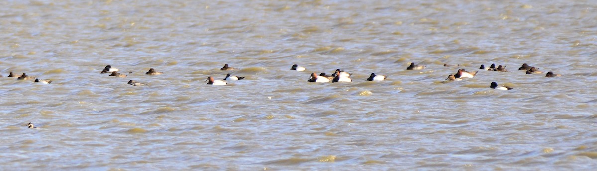 Canvasback - Bill Elrick