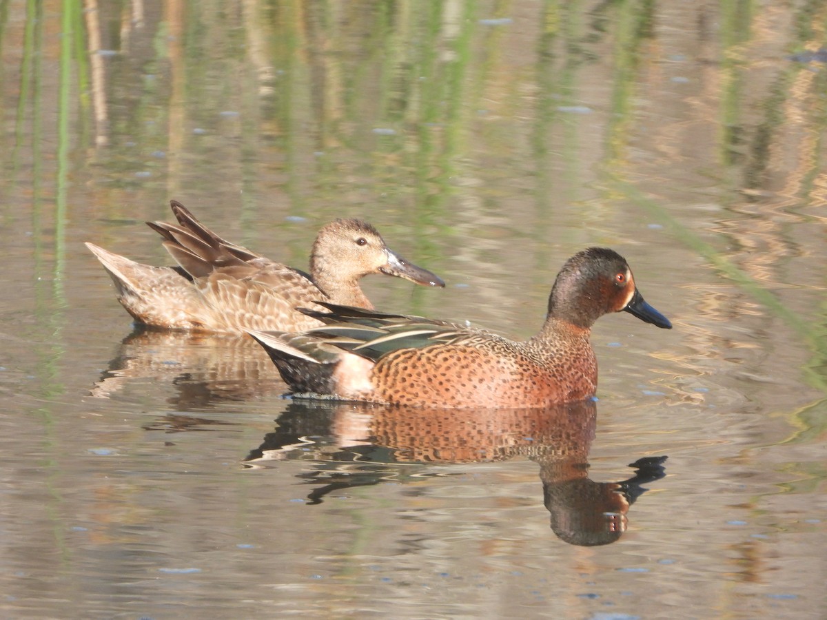 Blue-winged x Cinnamon Teal (hybrid) - Roger Schoedl