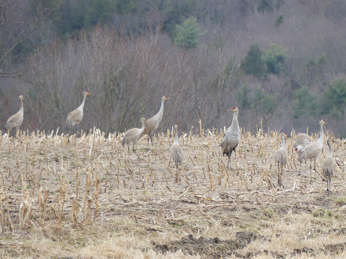 Sandhill Crane - ML427018511