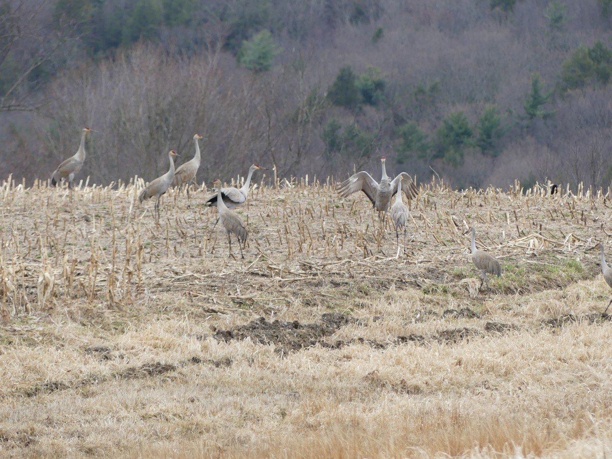 Grulla Canadiense - ML427018521