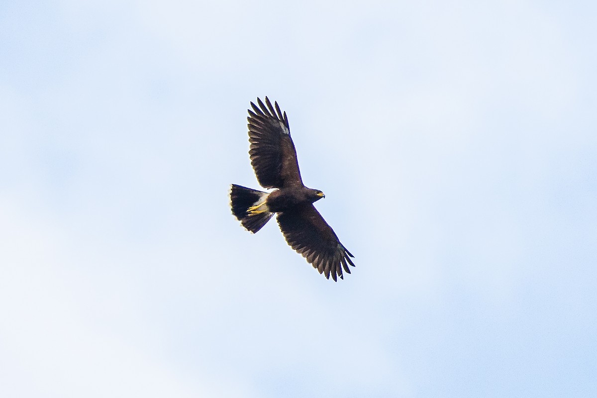 Harris's Hawk - graichen & recer