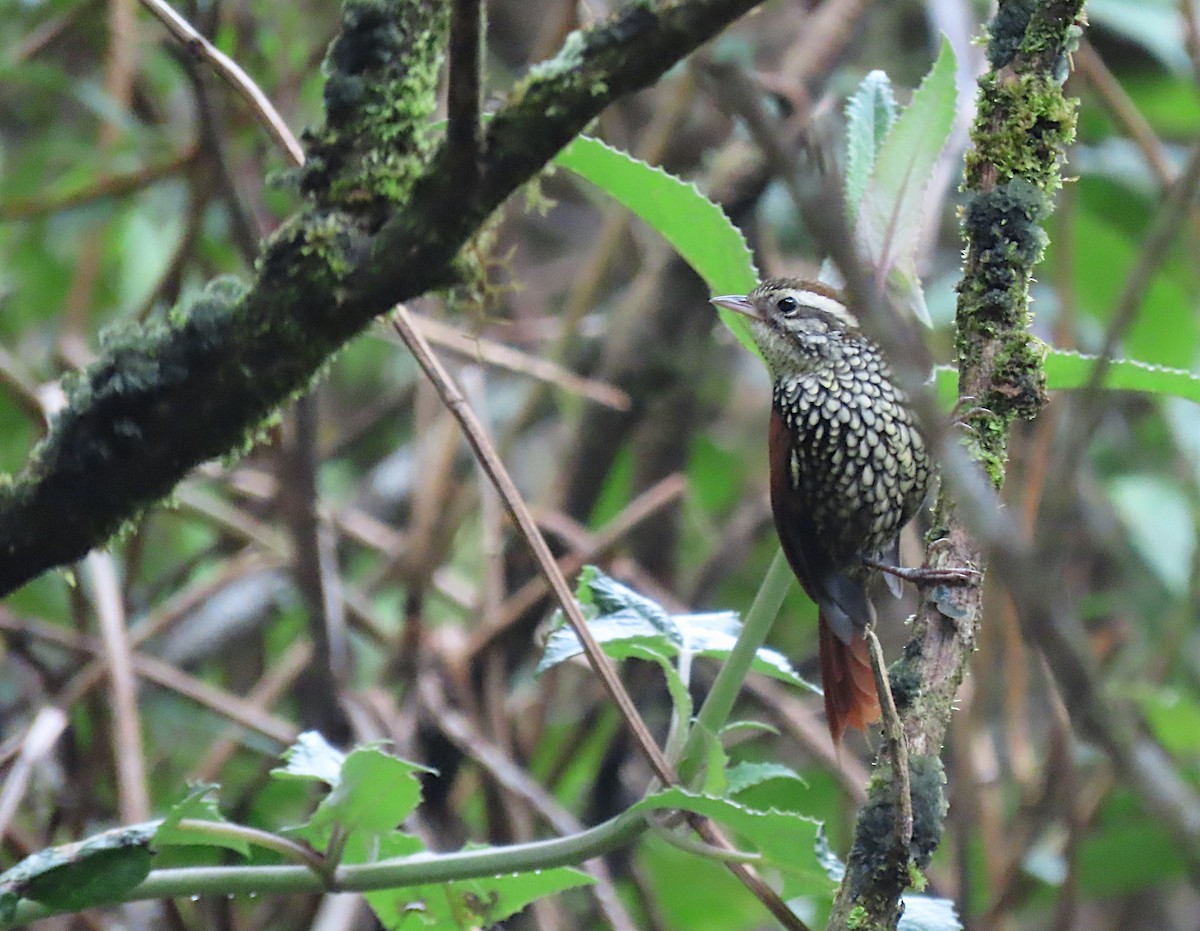 Pearled Treerunner - sylvain Uriot