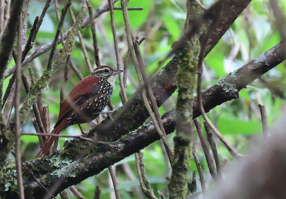 Pearled Treerunner - sylvain Uriot