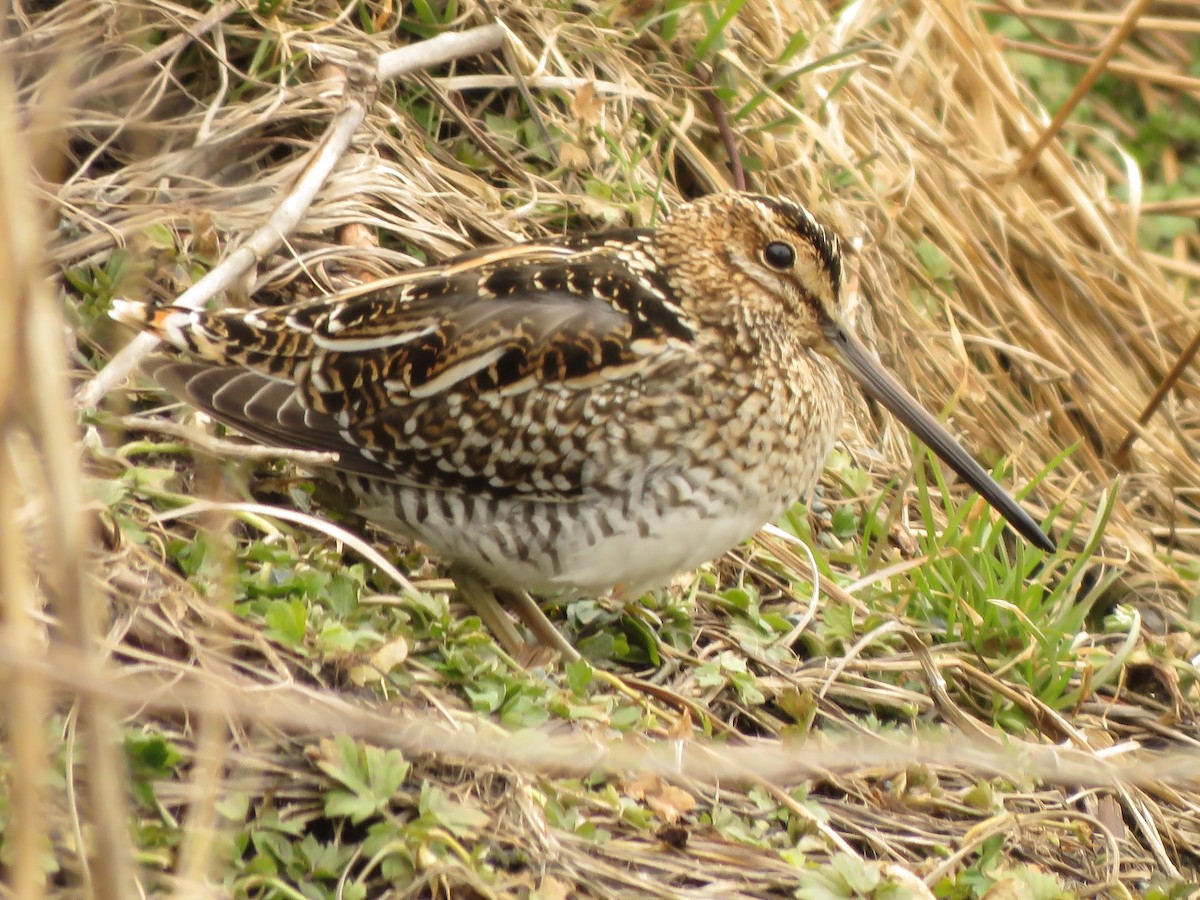 Wilson's Snipe - ML427022731