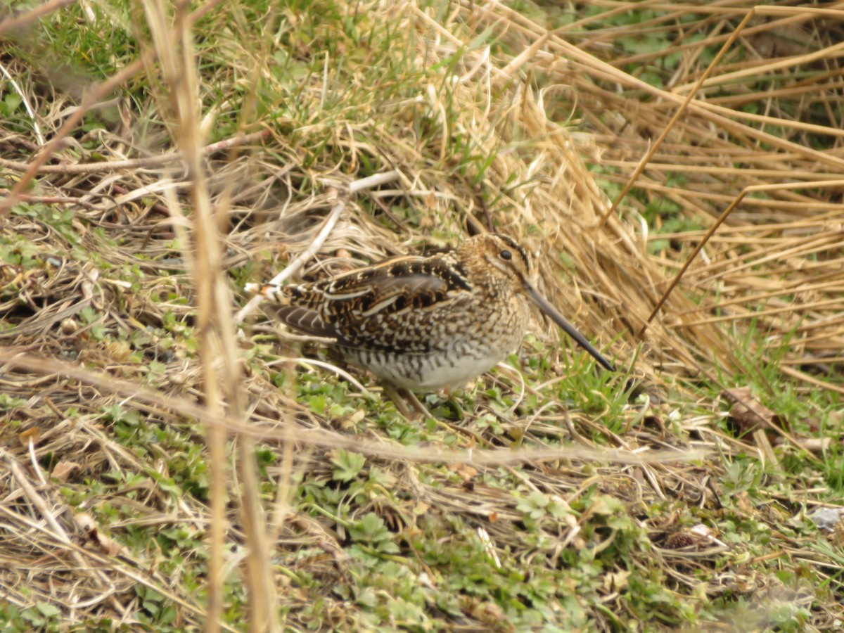 Wilson's Snipe - ML427022741