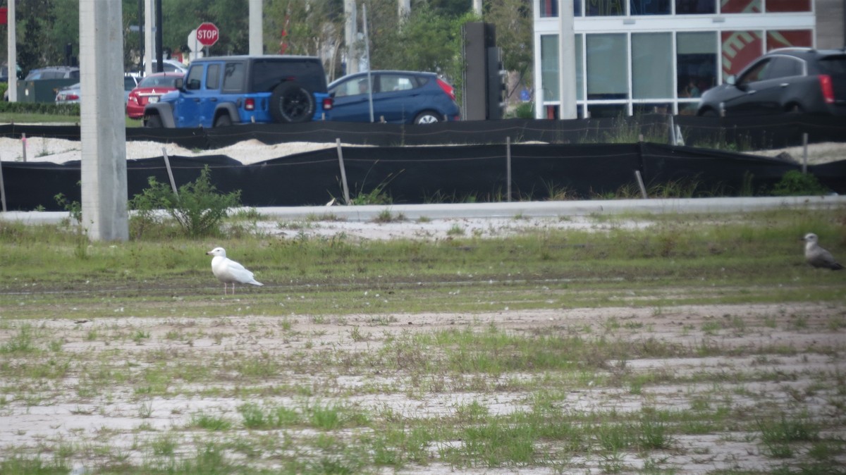 Glaucous Gull - ML427023381