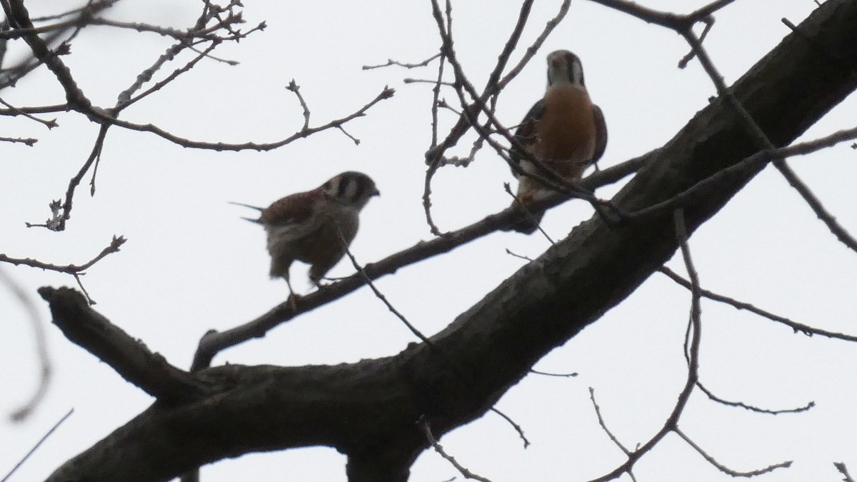 American Kestrel - ML427024931
