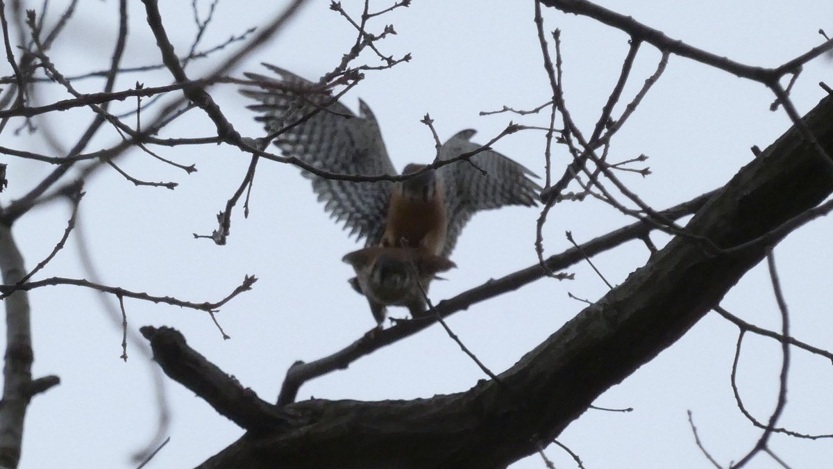 American Kestrel - ML427024941
