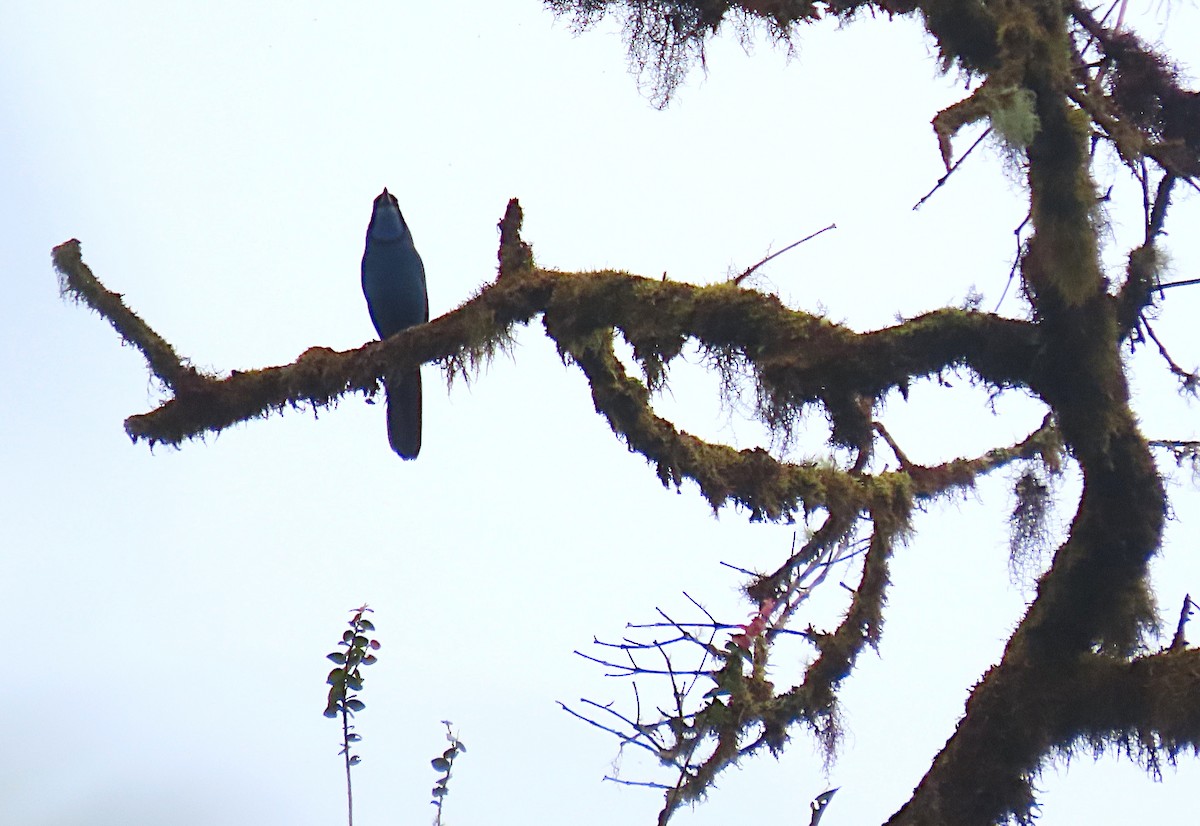 Turquoise Jay - ML427025161