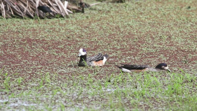 Chiloe Wigeon - ML427025991