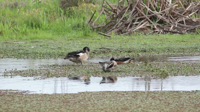 Chiloe Wigeon - ML427026011