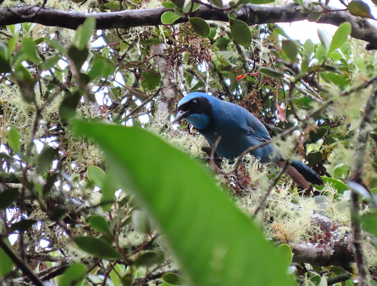 Turquoise Jay - sylvain Uriot