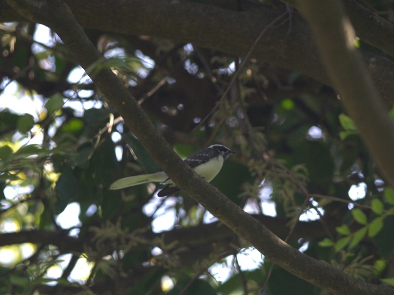 White-browed Fantail - ML427027691