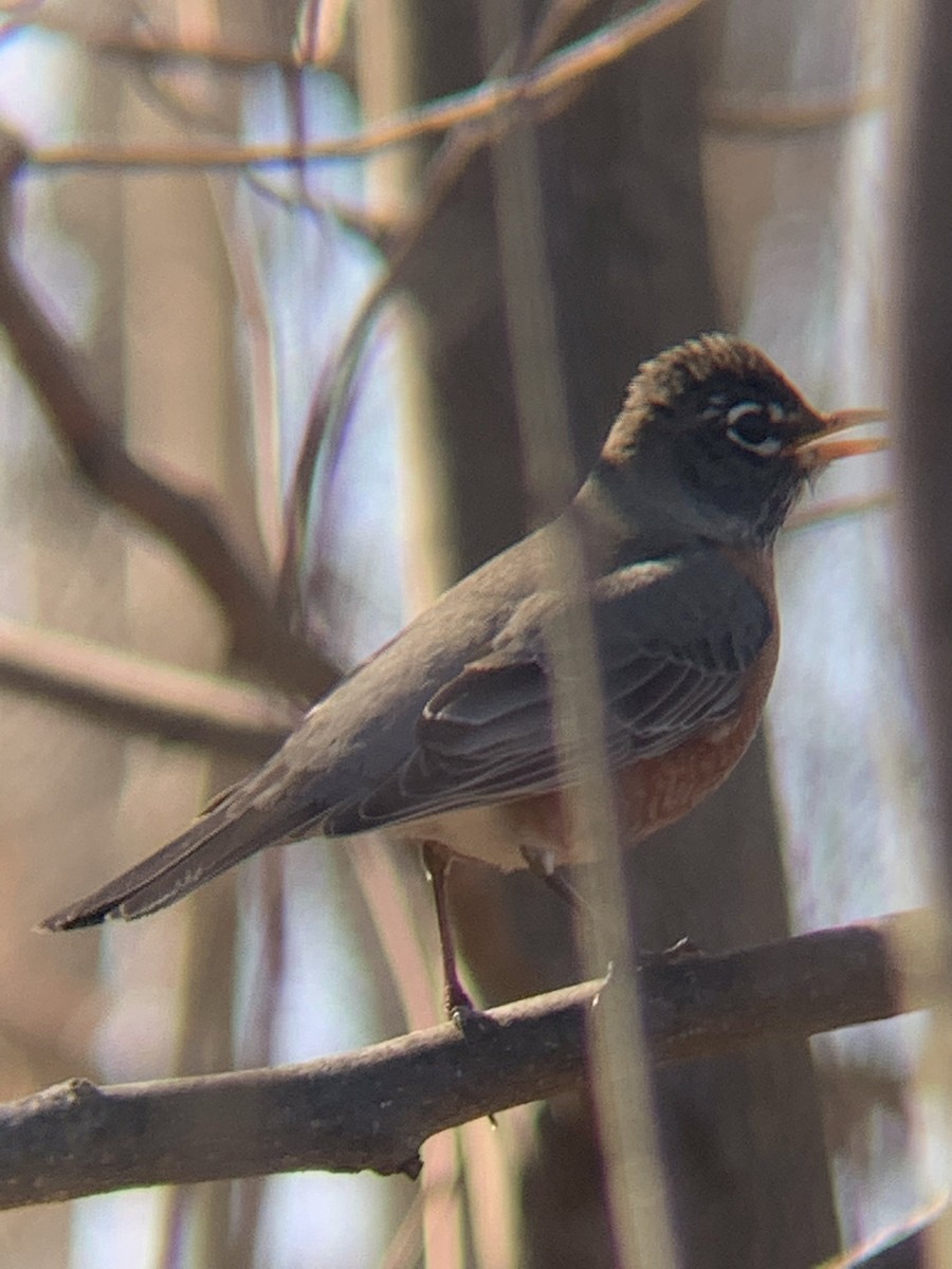 American Robin - ML427030331