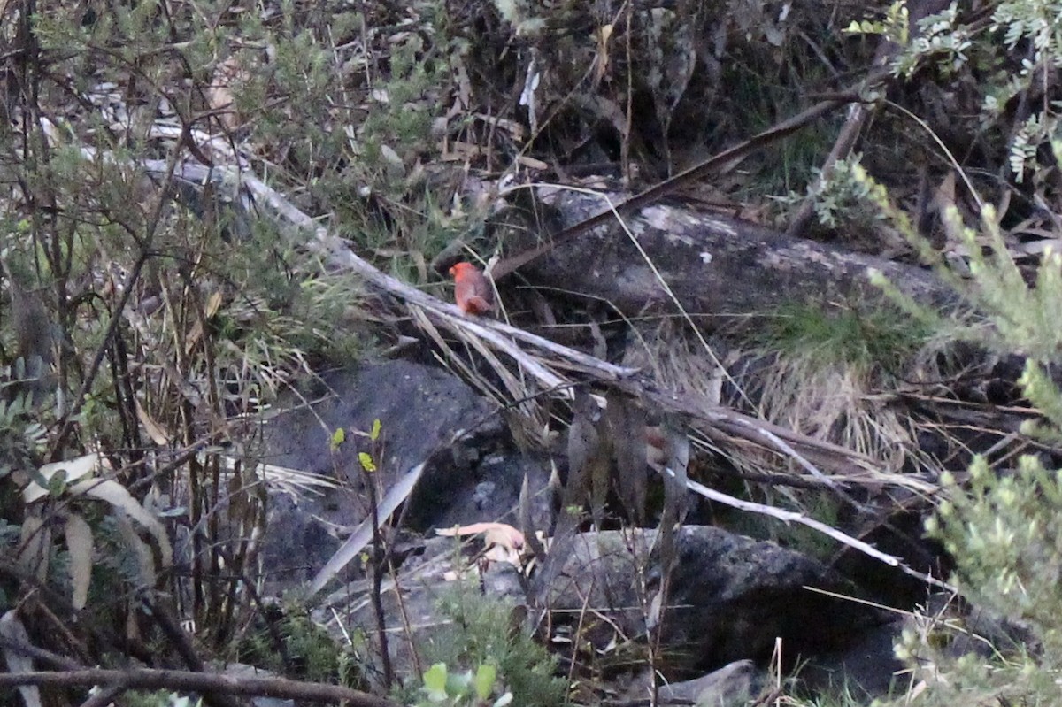 Northern Cardinal - Eric Hamren