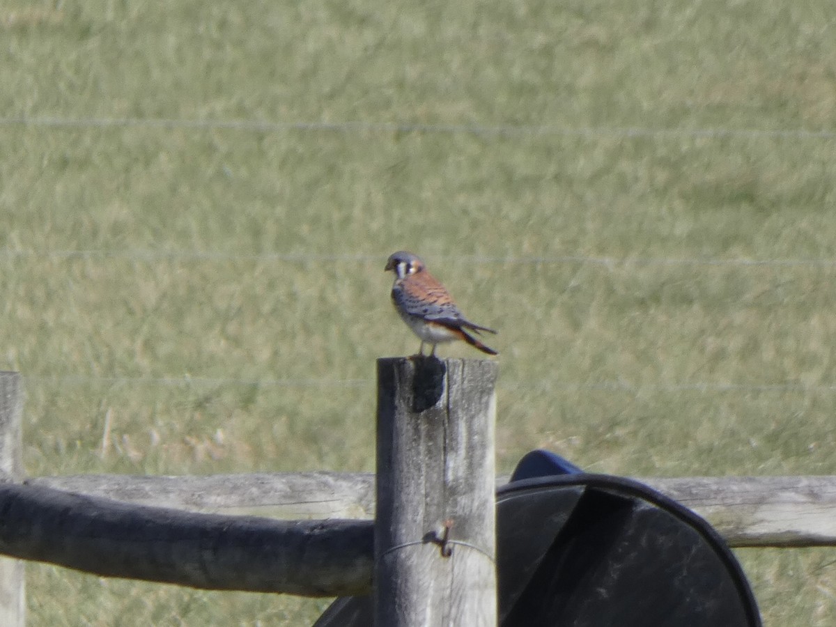 American Kestrel - ML427042121