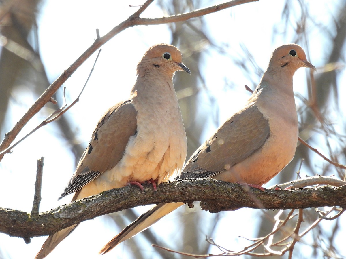 Mourning Dove - Bill Nolting