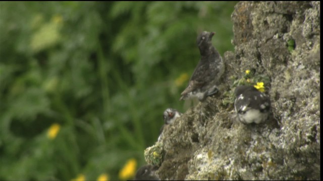 Least Auklet - ML427045