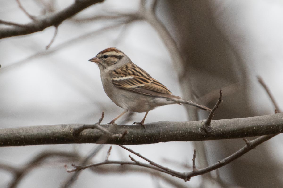 Chipping Sparrow - ML427046701