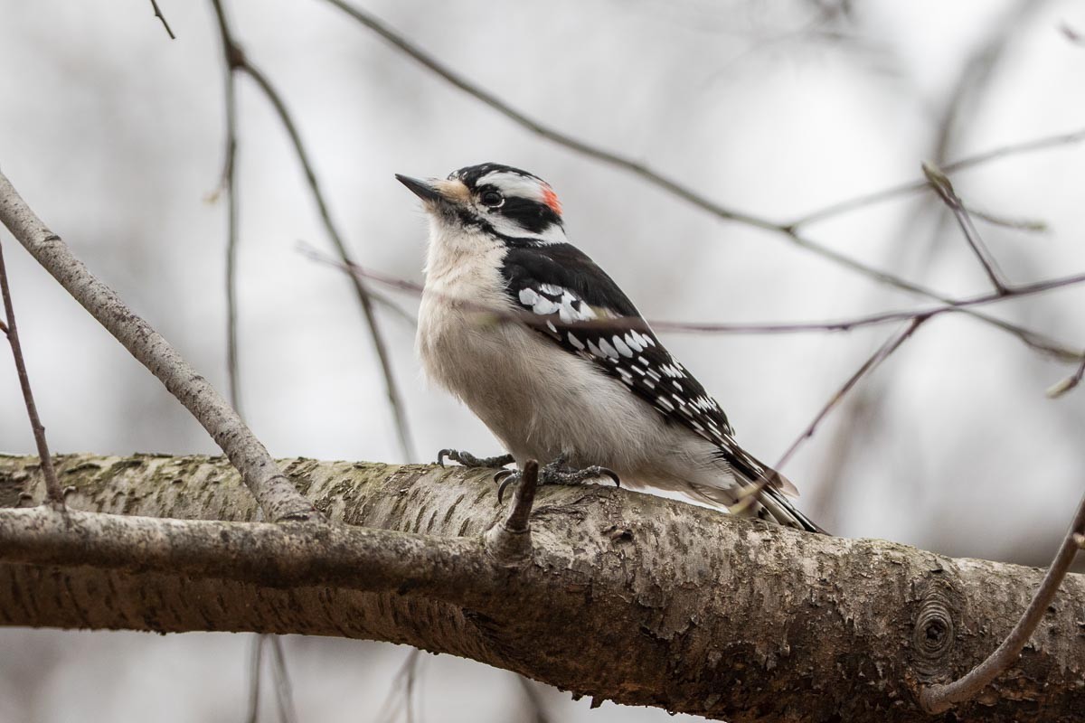 Downy Woodpecker - ML427047161