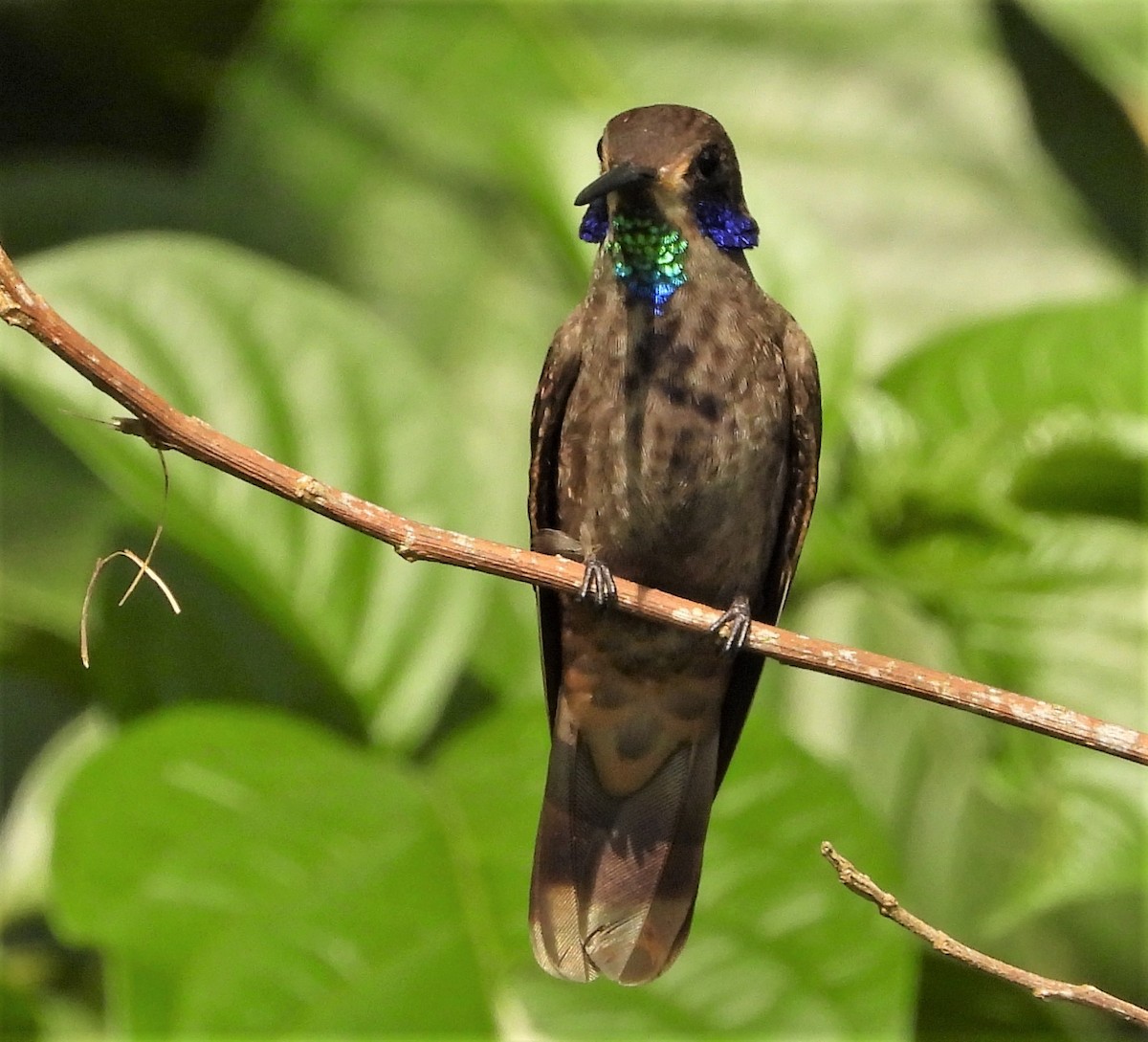 Brown Violetear - Claudia León Ortega