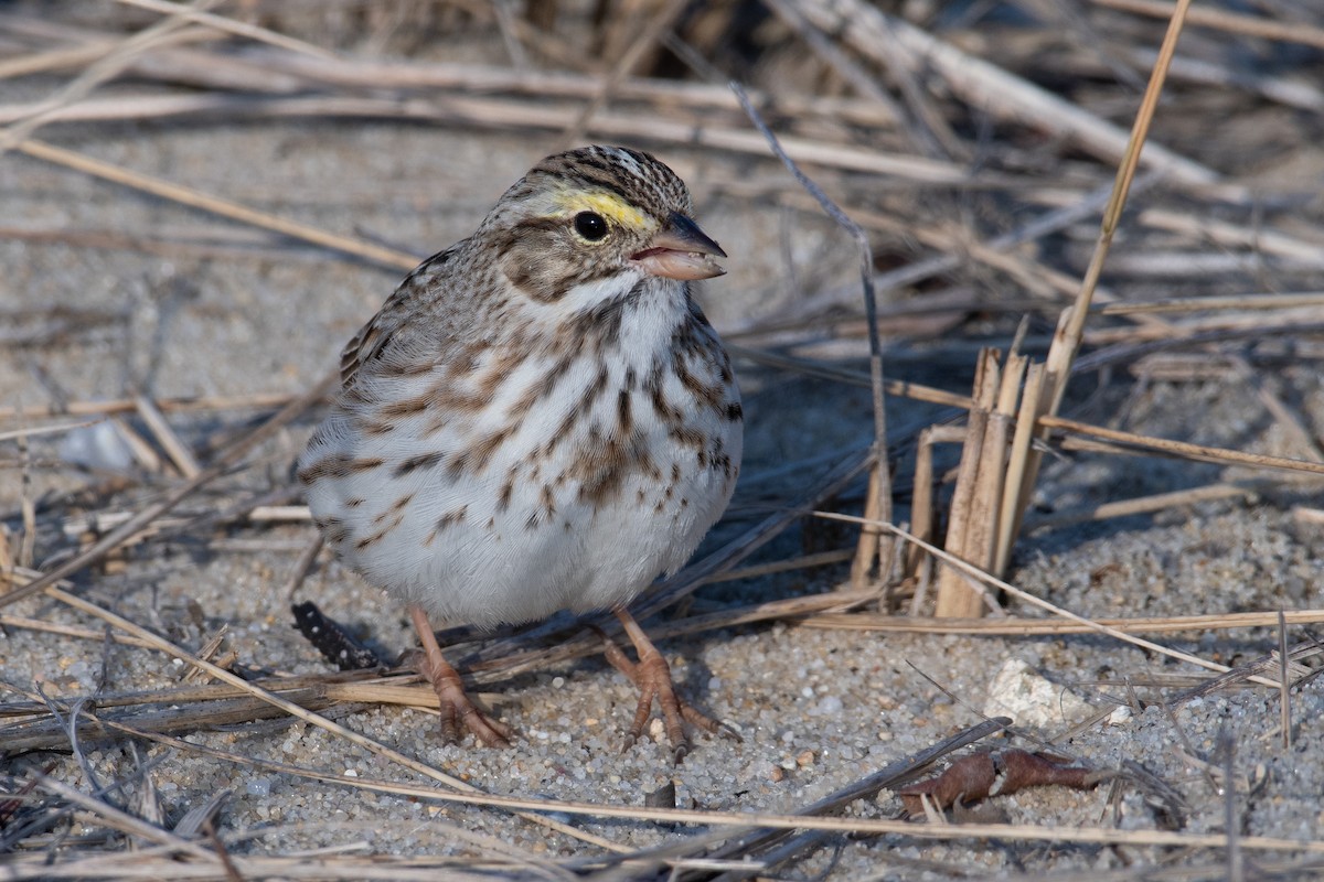 Savannah Sparrow (Ipswich) - Mike Tucker