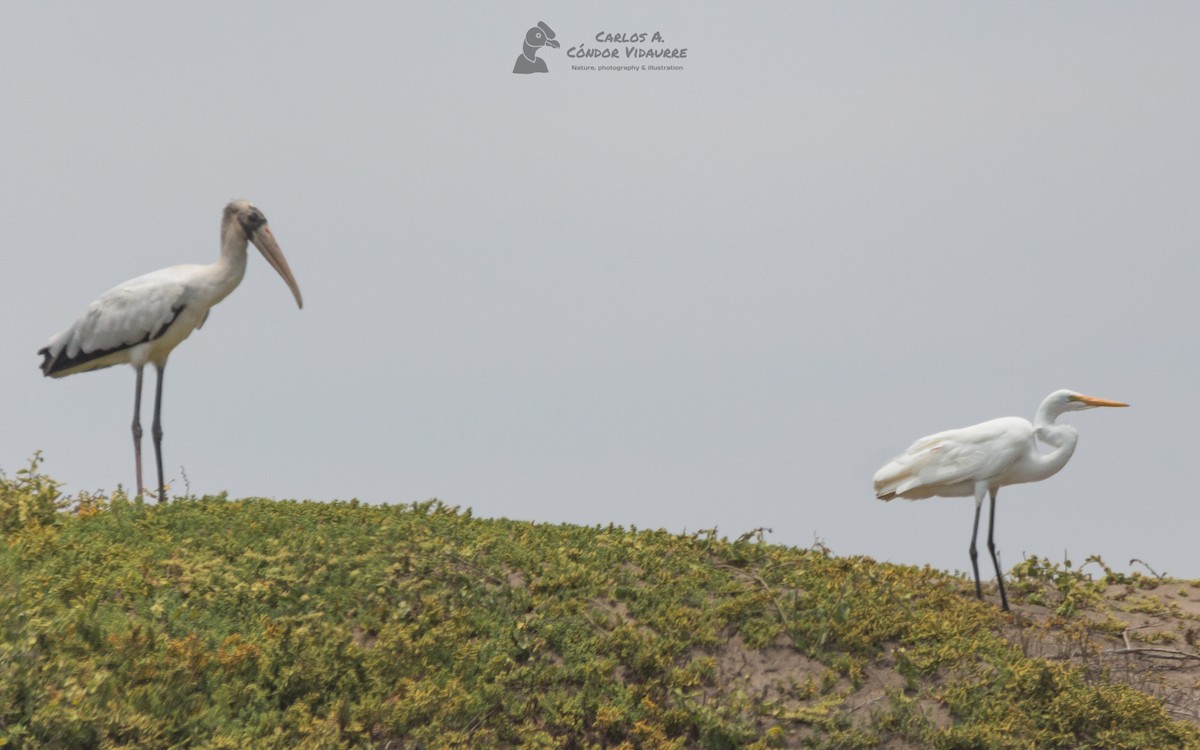 Wood Stork - Carlos Alberto Cóndor Vidaurre