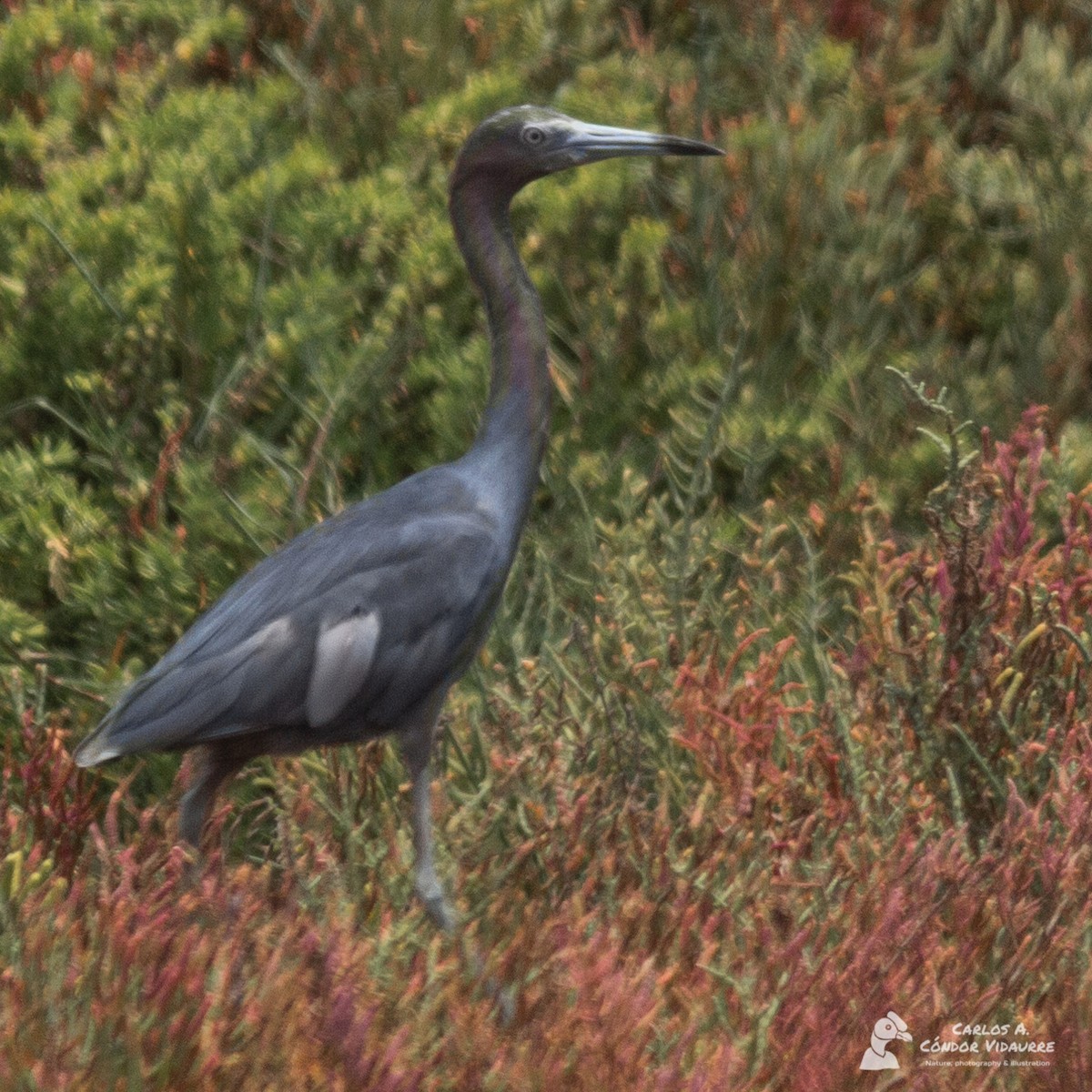 Little Blue Heron - ML427047761