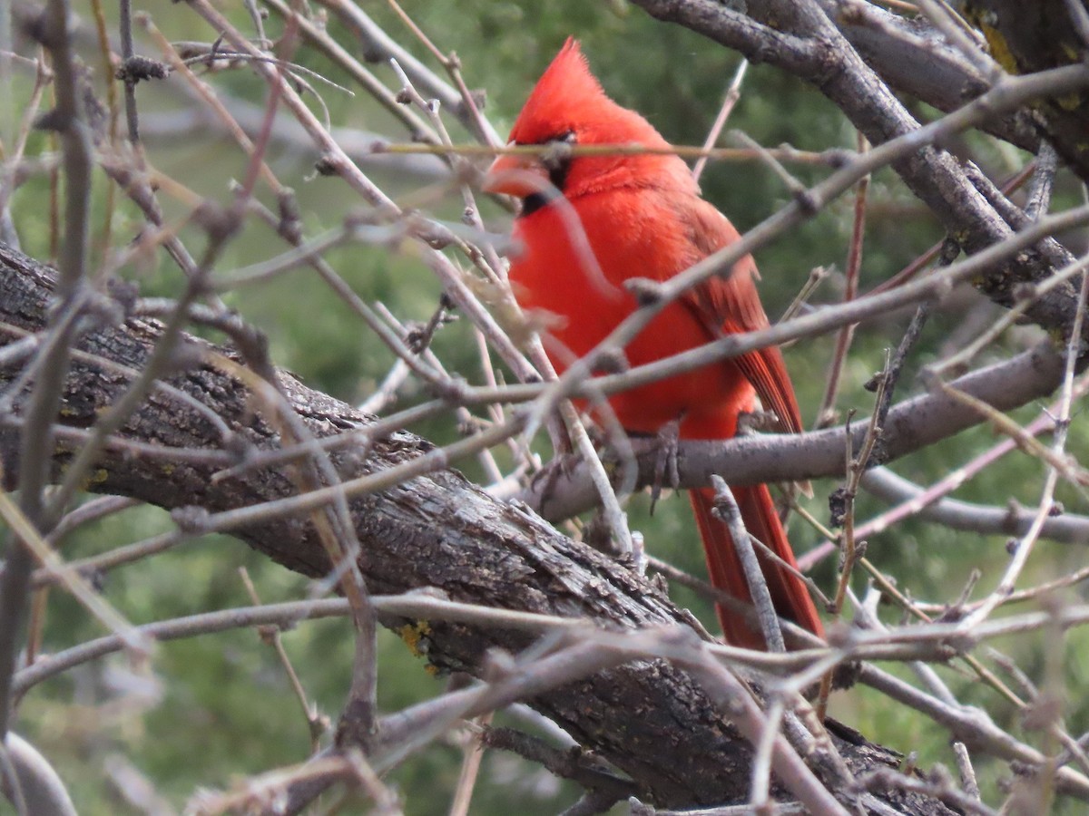 Northern Cardinal - Anne (Webster) Leight