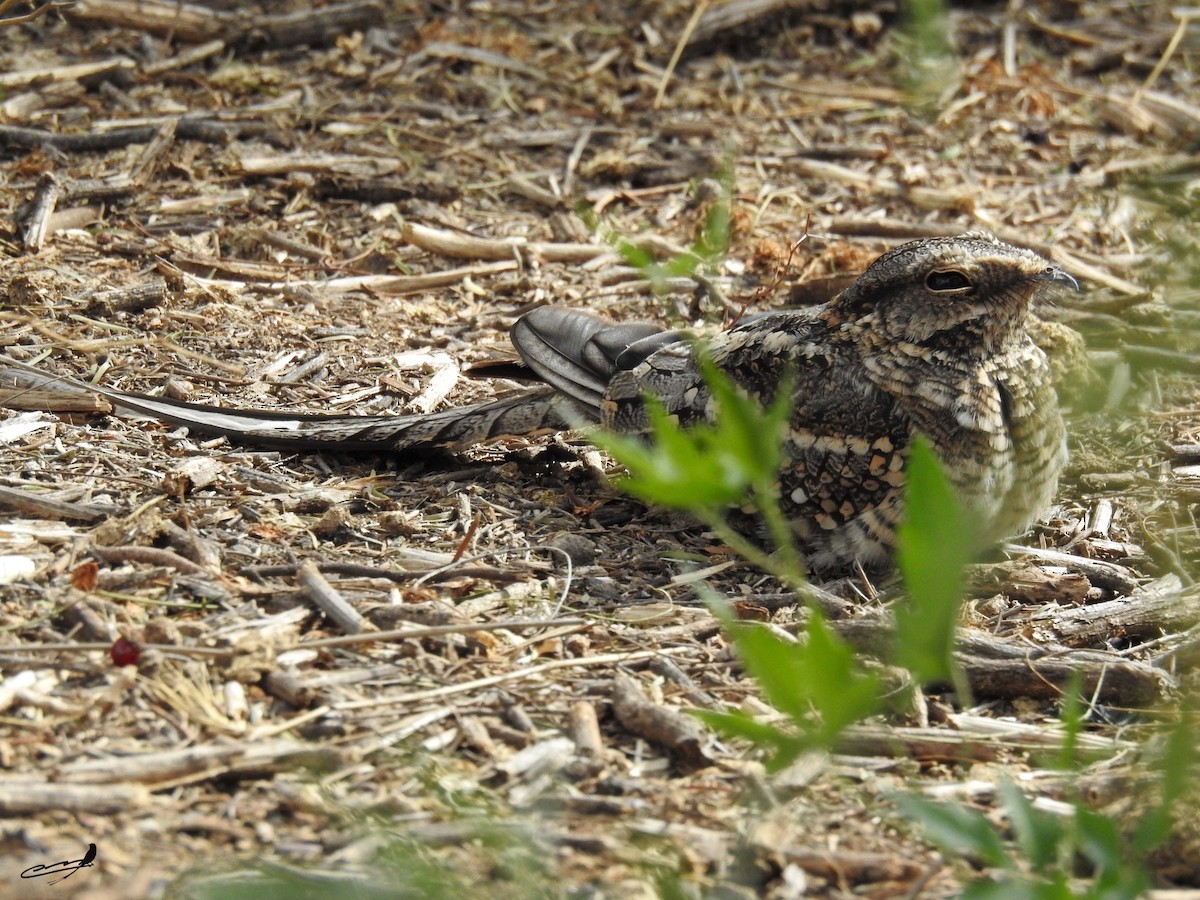 Scissor-tailed Nightjar - ML427048561