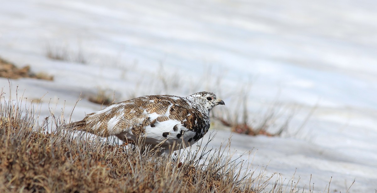 White-tailed Ptarmigan - ML42704861