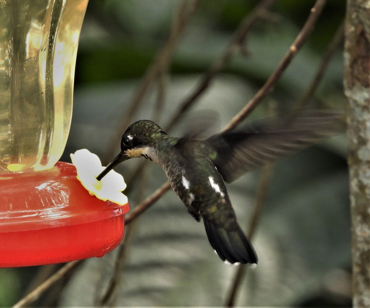 Long-billed Starthroat - ML427048621