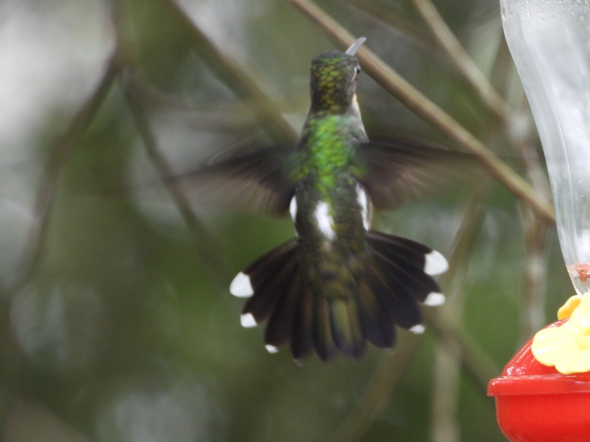 Long-billed Starthroat - ML427048961