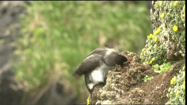 Parakeet Auklet - ML427049