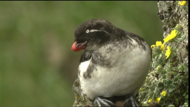 Parakeet Auklet - ML427052