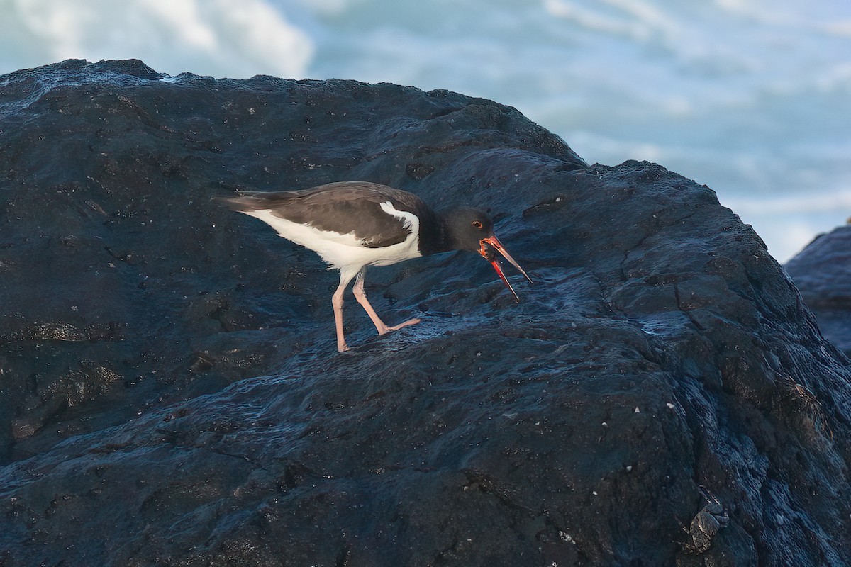 American Oystercatcher - Steve Dowlan