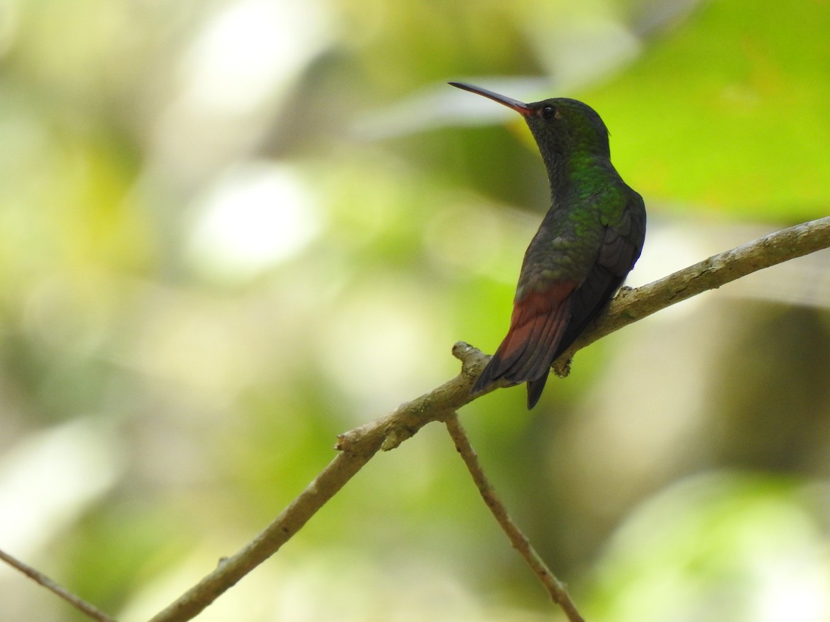 Rufous-tailed Hummingbird - Breden Urquia