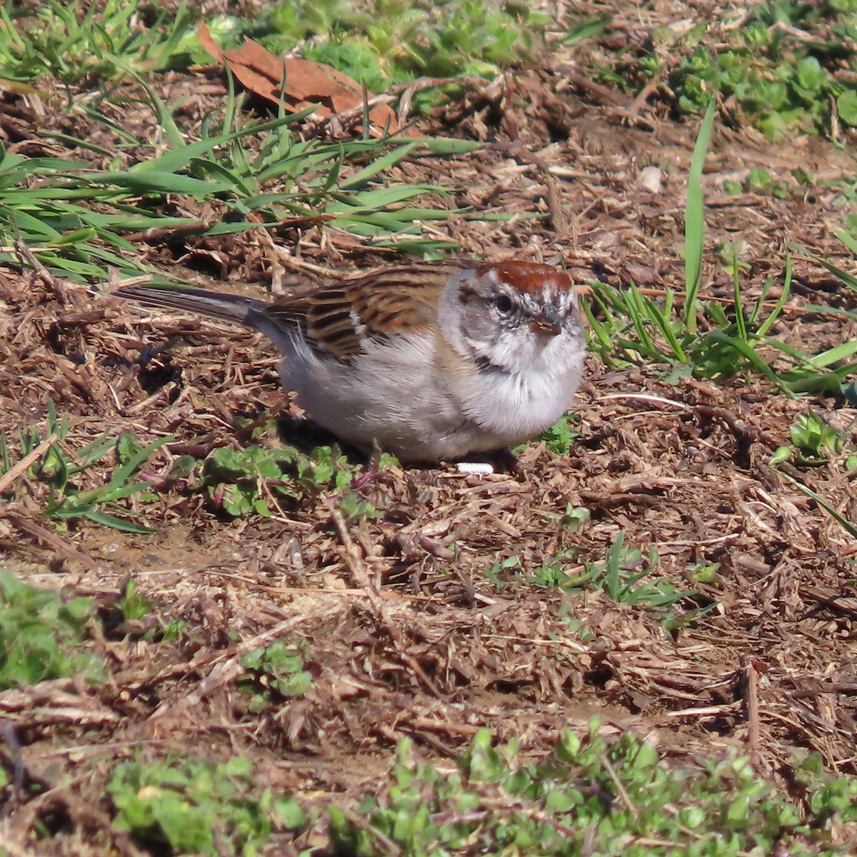 Chipping Sparrow - ML427054821