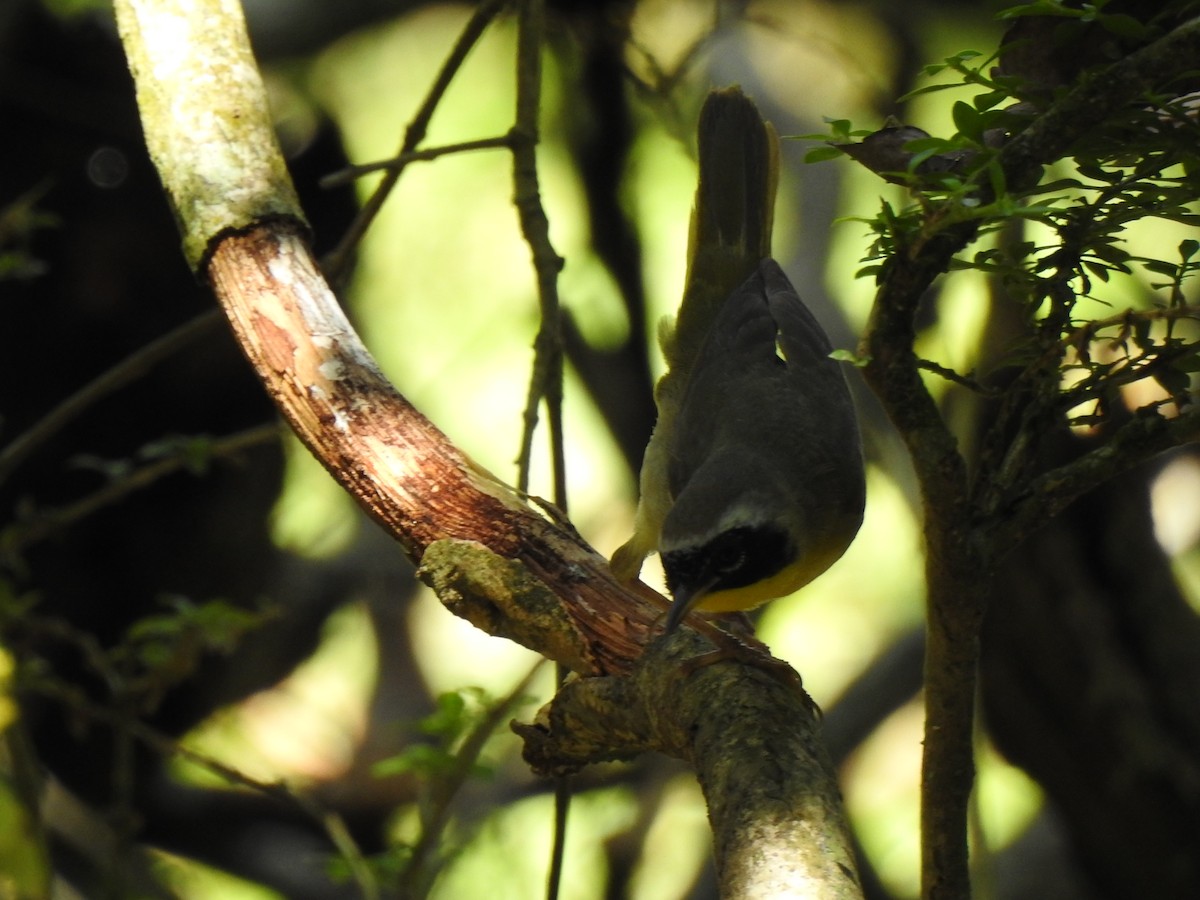 Common Yellowthroat - ML427056971