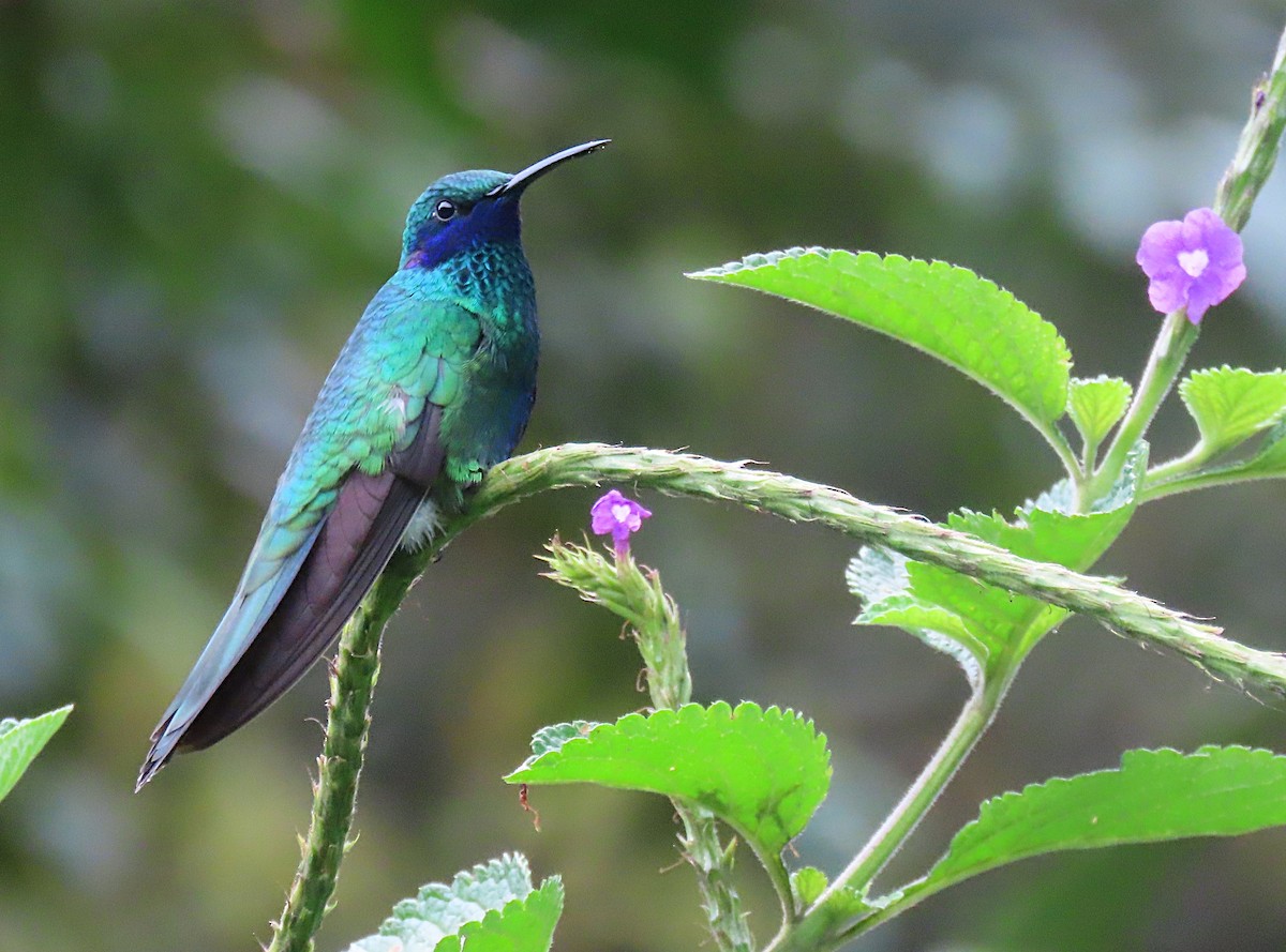 Colibrí Rutilante - ML427057301