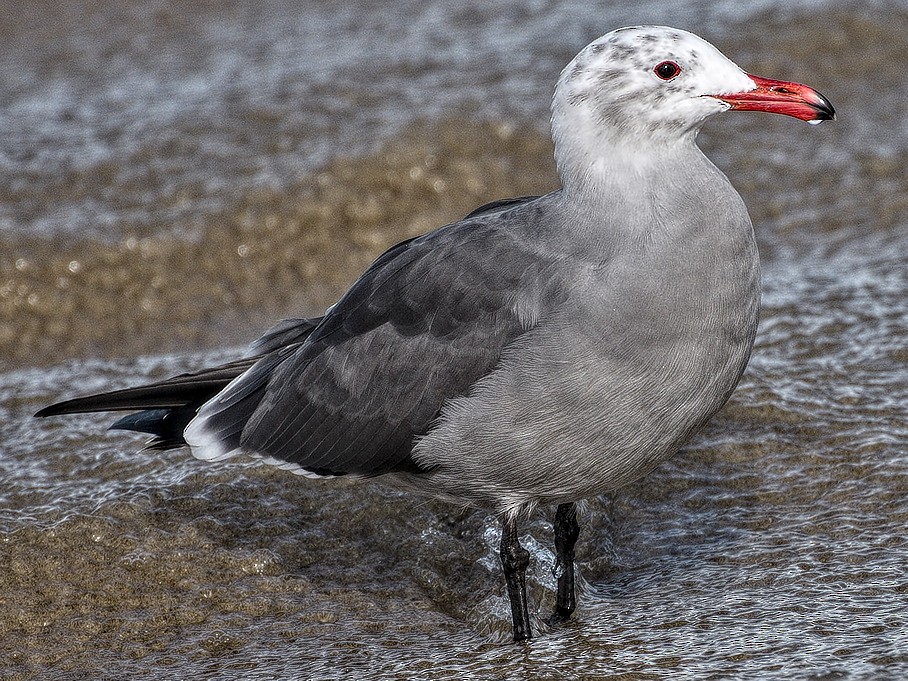 Gaviota Mexicana - ML42705731