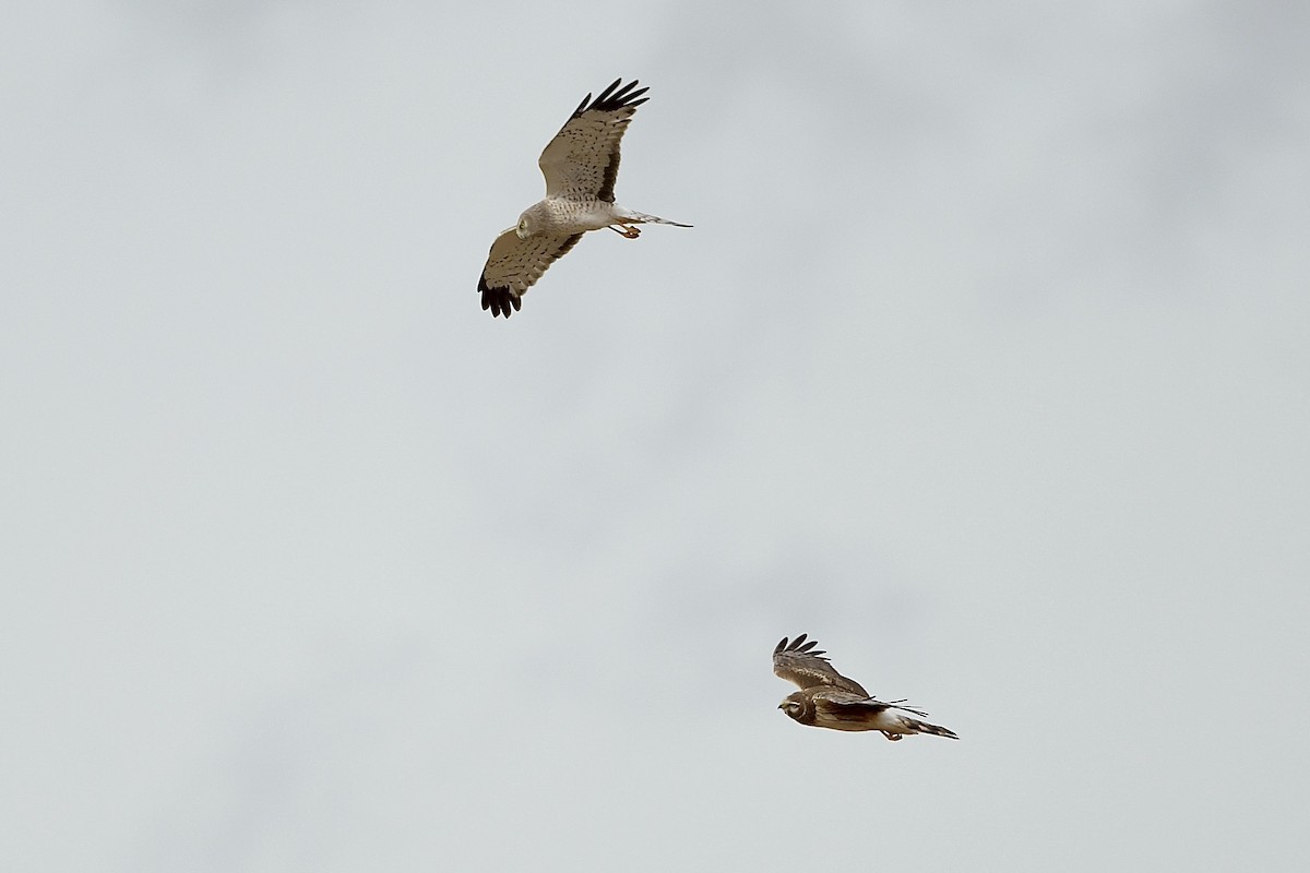 Northern Harrier - R. Stineman